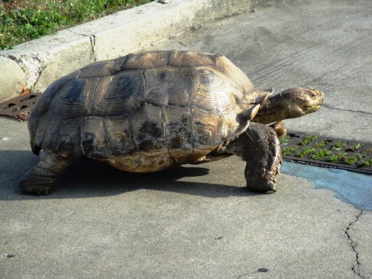 A Tortoise New Year to You!